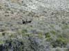 Burros in Butte Valley